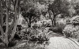 Wanderweg im Kirstenbosch National Botanical Garden, Kapstadt. foto