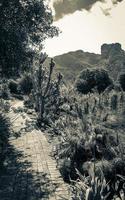 Wanderweg im Kirstenbosch National Botanical Garden, Kapstadt. foto