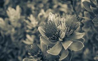 rote gelbe blumen pflanzen fynbos ericas im kirstenbosch. foto