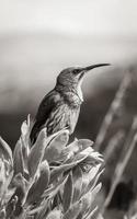 Cape Sugarbird sitzt auf Pflanzen Blumen, Kirstenbosch National Botanical Garden. foto