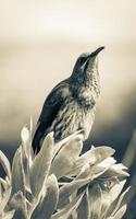 Cape Sugarbird sitzt auf Pflanzen Blumen, Kirstenbosch National Botanical Garden. foto