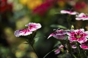 bunt Dianthus im das Sonnenschein mit Gelb Stempel foto