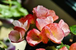 Rosa Begonie im das Sonnenlicht mit Wasser Tropfen shinning auf ihr Blütenblätter foto