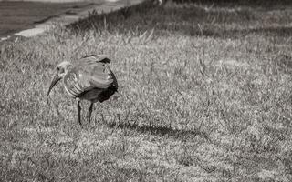 Hadada Ibis, Vögel in Südafrika. foto