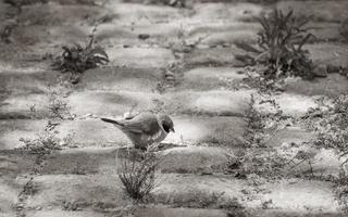 bunter vogel in kapstadt, südafrika. foto