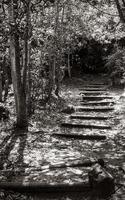 Wanderweg im Wald von Kirstenbosch National Botanical Garden. foto