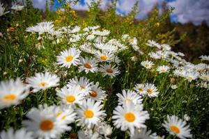 Garten auf wild Gänseblümchen foto