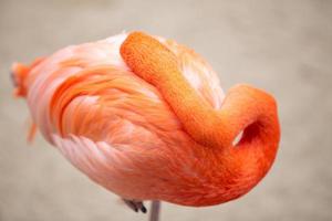 ein Schlafen Flamingo foto