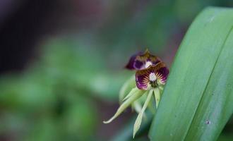 belize schwarz Orchidee spähen foto