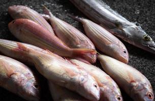 rot Schnapper beim das Fisch Markt foto