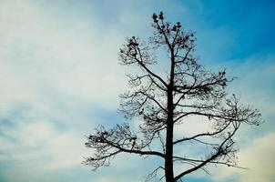 Aussicht von ein Kiefer Baum gegen das Blau Himmel. foto