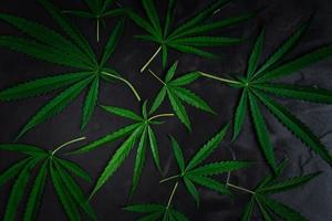 Cannabis Blätter auf schwarz Stein Hintergrund, oben Aussicht foto