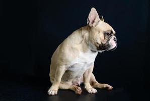 Französisch Bulldogge ist Sitzung auf schwarz Hintergrund foto