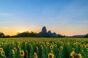 schön Sonnenblume Feld mit Dämmerung Himmel auf Abend beim stutzen Buri, foto