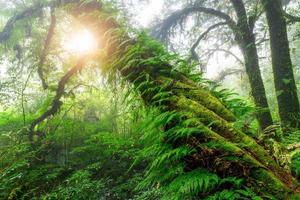 schön Regen Wald oder montain Wald beim ang ka Natur Weg im doi inthanon National Park, foto