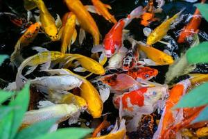 Koi Fisch oder Karpfen Fisch Schwimmen im Teich. es golden rot Orange schwarz und Gelb von Körper Koi Fisch. foto