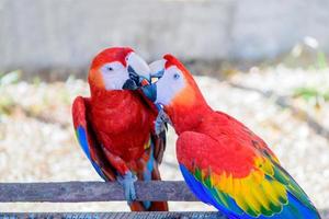 zwei Papagei rot und Gelb Feder Paarung mit Liebe Kuss, Emotion Vogel foto