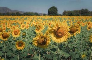 Sonnenblumen ist Blühen im das Sonnenblume Feld auf Jahrgang Film Ton. foto
