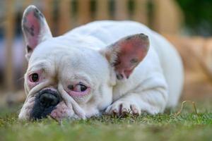 Französisch Bulldogge Lügen auf das Gras, Haustier und Tier foto