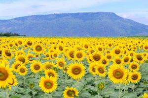 schön Sonnenblume Blume Blühen im Sonnenblumen Feld. foto