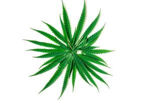 oben Aussicht von Cannabis Blätter isoliert auf Weiß Hintergrund, foto
