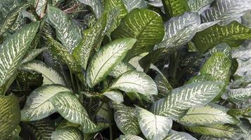 dieffenbachia Seguin, Weiß Grün Blätter aglonema vergiften Pflanze zum Ihre Haustier, schön tropisch Haus Pflanze foto