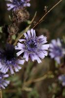 Blau wild Blume blühen schließen oben botanisch Hintergrund Globularien alypum Familie plantaginaceae groß Größe hoch Qualität sofortig drucken foto