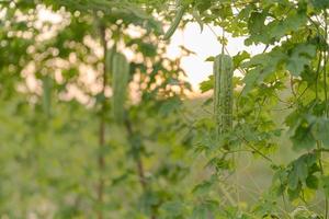 frisch bitter Kürbis oder bitter Melone Wachstum auf Baum im organisch Gemüse Bauernhof foto