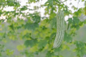 frisch bitter Kürbis oder bitter Melone Wachstum auf Baum im organisch Gemüse Bauernhof foto