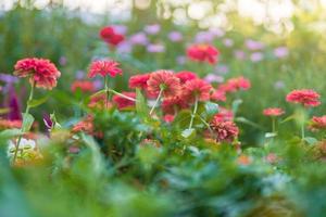 Blumen im ein schön Garten foto