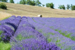Lavendelfeld in Italien foto