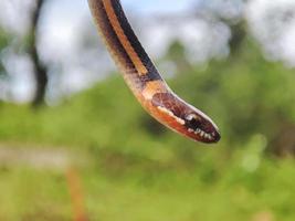 Schlange mit das Latein Name coniophanes hängend. foto