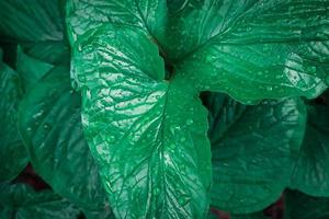 Nahaufnahme des grünen Blattes mit Wassertropfen