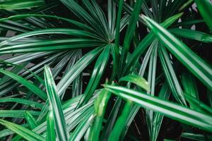 grüne Palmblätter foto