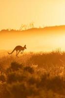 Känguru mit ein Sonnenaufgang Hintergrund im Australien Hinterland, Silhouette Känguru Springen im das Busch mit Morgen Sonnenaufgang Hintergrund. foto