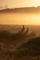 Känguru im ein Sonnenaufgang Hintergrund im Australien Outback foto