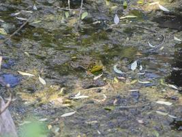 Frosch im ein schlammig Grün und braun Sumpf Teich foto