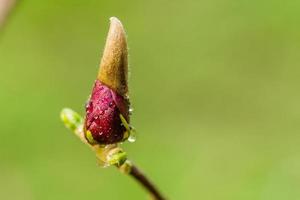 Makro-Magnolienknospe mit Tropfen bedeckt foto