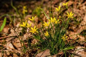 frühlingsgelbe wildblumen zwischen den herbstblättern foto