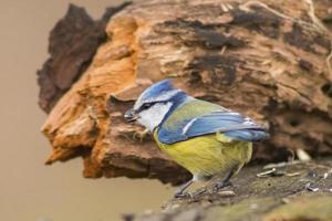 Blau tit suchen zum Essen im Frühling foto