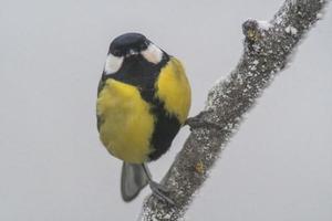 ein großartig tit sitzt auf schneebedeckt Geäst im kalt Winter Zeit foto