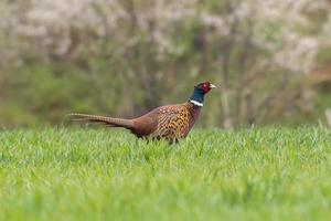 Fasan Hahn im ein Grün Feld im Frühling foto