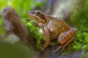 ein braun Frosch sitzt im ein laubabwerfend Wald foto