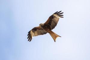 rot Drachen fliegt im das Blau Himmel suchen zum Beute foto