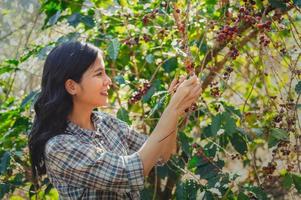 schließen oben asiatisch Frauen pflücken Kaffee Beere auf Kaffee Baum foto