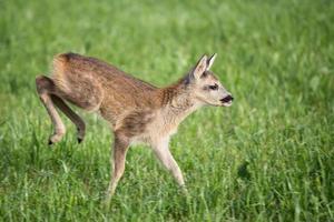 junges wildes Reh im Gras, Capreolus Capreolus. neugeborene Rehe, wilde Frühlingsnatur. foto