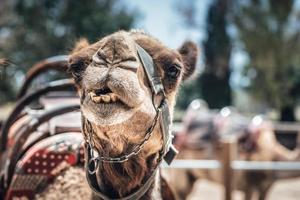 Nahaufnahme des Gesichts eines Kamels
