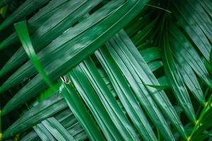 Nahaufnahme von grünen Palmblättern foto