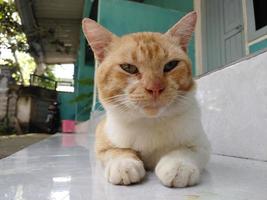 Orange Katze auf das Fußboden im Vorderseite von das Haus. foto