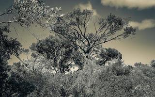 riesige südafrikanische Bäume im Botanischen Garten Kirstenbosch, Kapstadt. foto